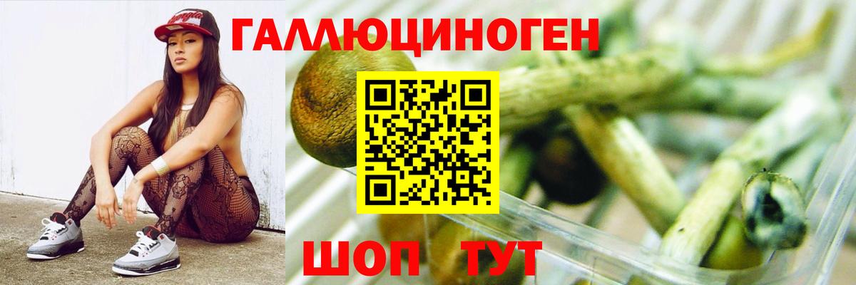 Галлюциногенные грибы Psilocybine cubensis Киров